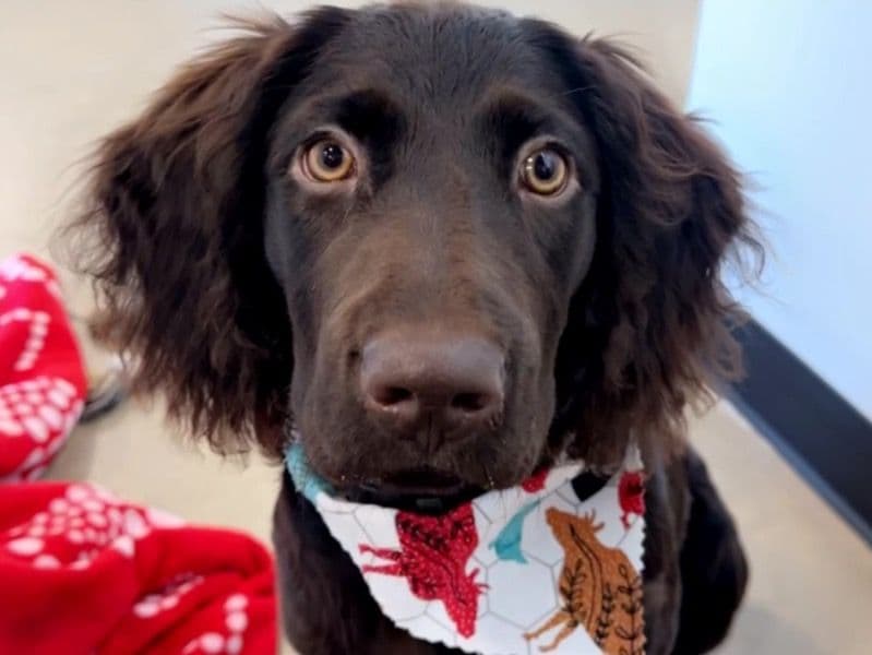Boykin Spaniel 1 year 4 months old male large named Drake for breeding in Brownsboro, Texas | Petmeetly