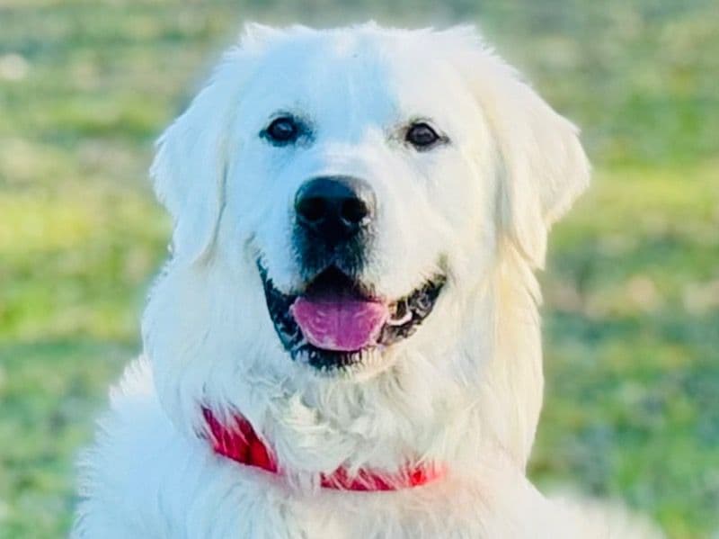 English Golden Retriever 1 year 5 months old male large named Stuart for breeding in Winnipeg, Manitoba | Petmeetly