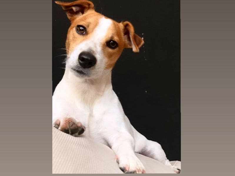 Milo primary photo