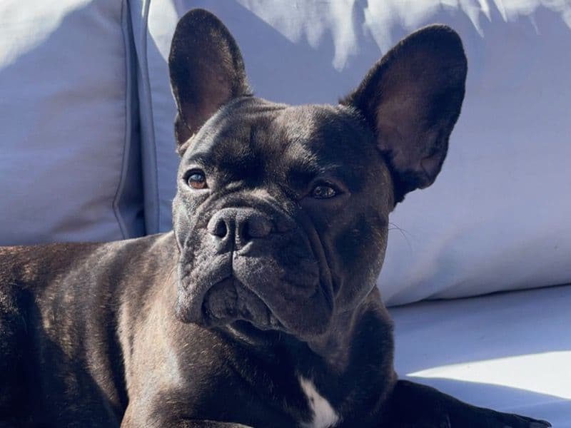 French Bulldog 4 years 7 months old male medium named Ralph for breeding in Leicestershire, England | Petmeetly