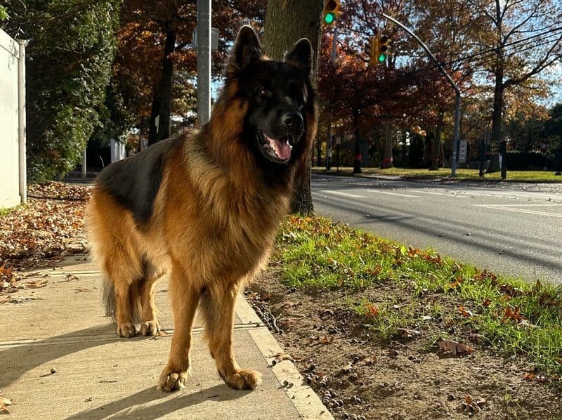 German Shepherd 4 years 10 months old male medium named Ace for breeding in Nassau County, New York | Petmeetly