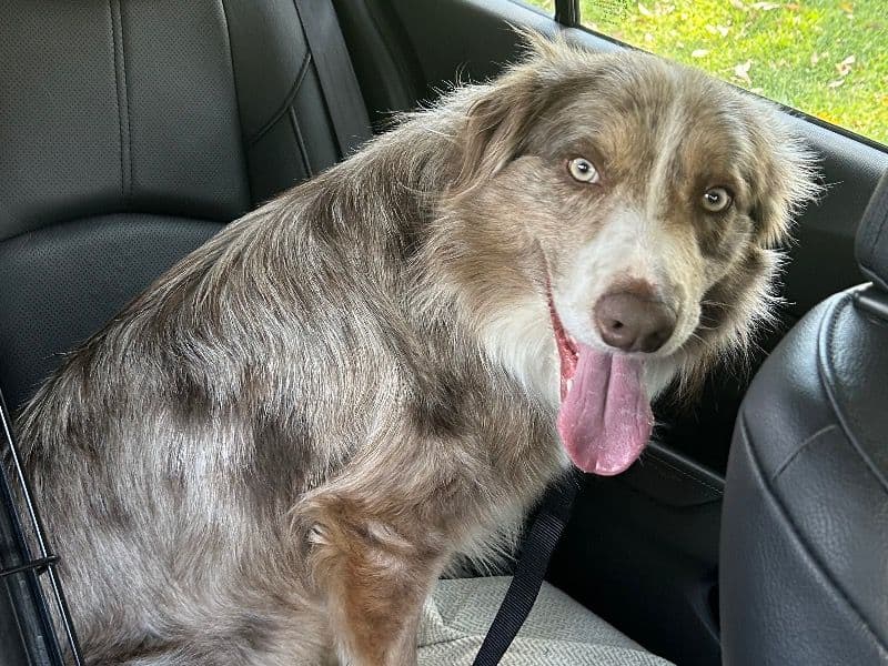 Border Collie 2 years old male medium named Ace for breeding in Logan City, Queensland | Petmeetly