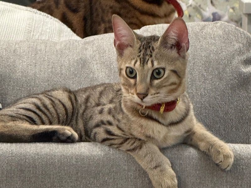 Lionne primary photo