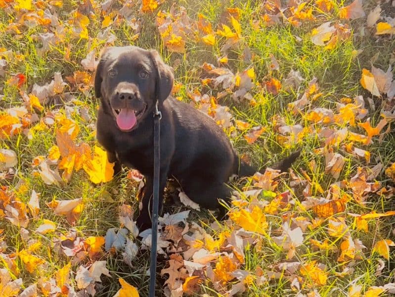 Labrador Retriever 4 months old male medium named S’more for sale in Hamilton County, Ohio | Petmeetly