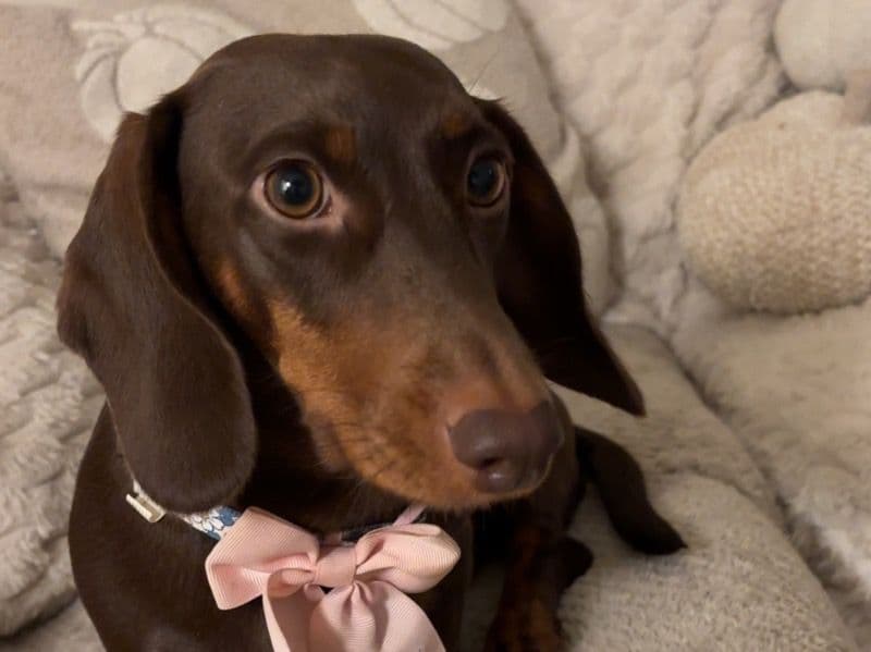Dachshund 3 years 11 months old female small named Maple for breeding in Dundee City Council, Scotland | Petmeetly