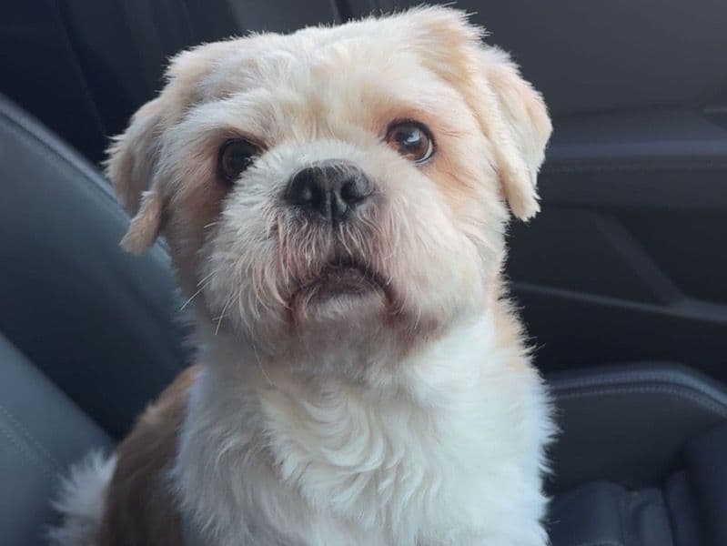 Shih Tzu 9 years 2 months old male small named Mac for breeding in Glasgow City, Scotland | Petmeetly