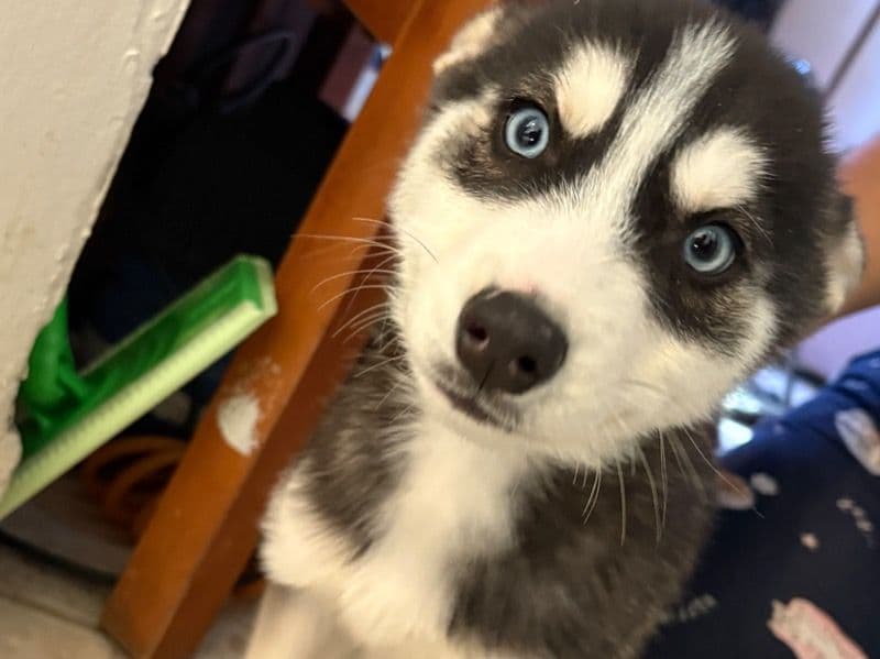 Siberian Husky 2 months old male small named Minino for breeding in Condado de Camden, Nueva Jersey | Petmeetly