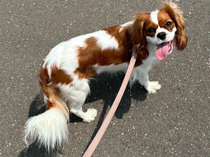 Cavalier King Charles Spaniel 3 years 2 months old female small named Luma for sale in Hampden County, Massachusetts | Petmeetly