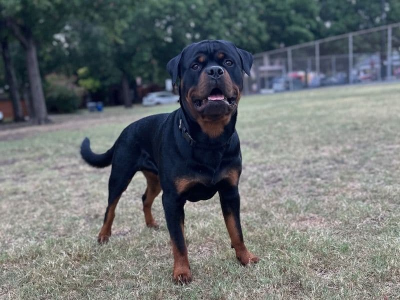 Bruno primary photo