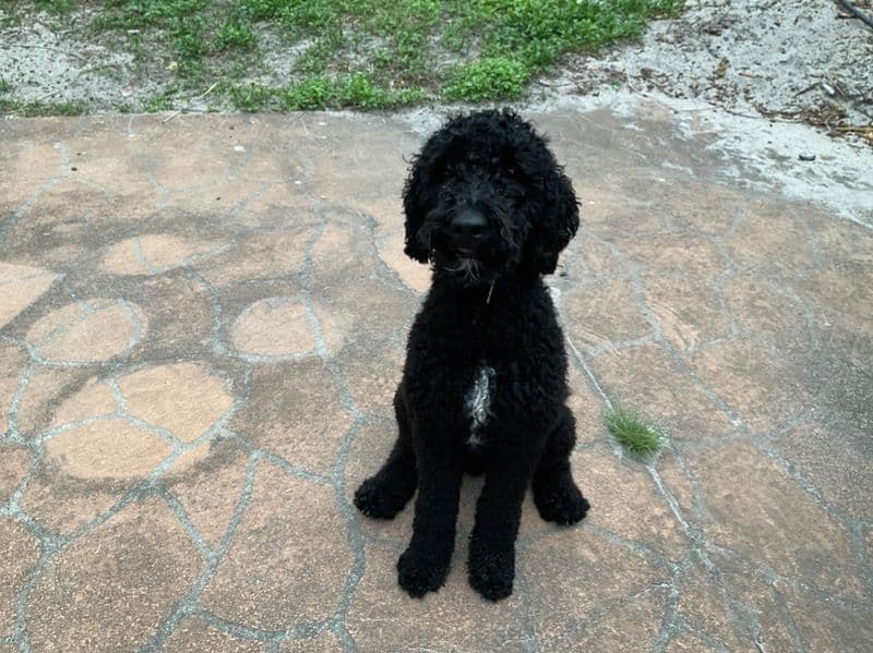 Bella primary photo