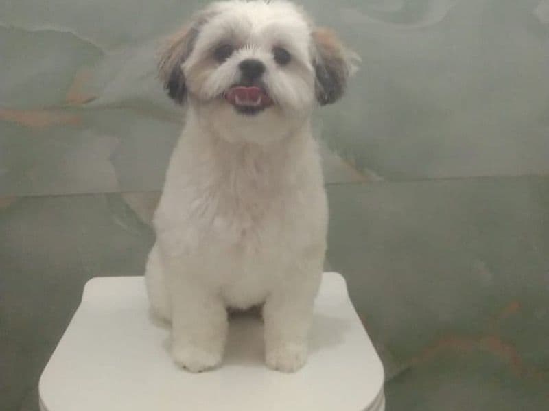 Coco primary photo
