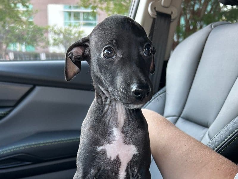 Whippet 7 months old male medium named Watson for breeding in Columbia County, Georgia | Petmeetly