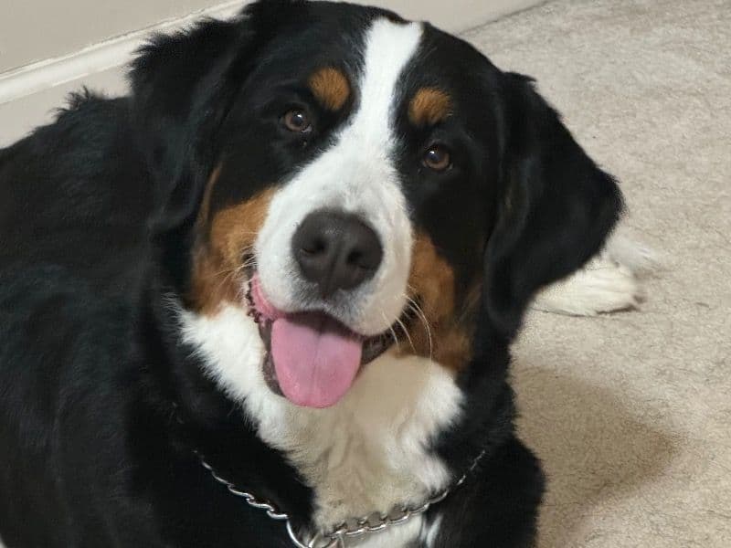 Dasher primary photo