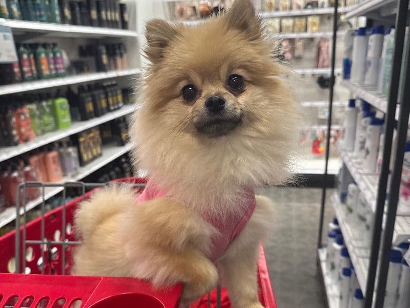 Pomeranian 3 years old female small named Millie for breeding in Forsyth County, Georgia | Petmeetly