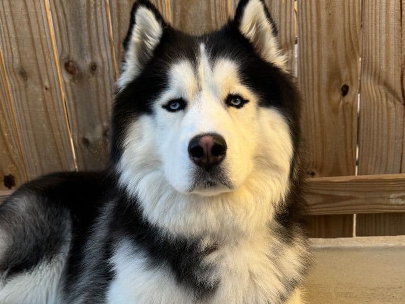 Siberian Husky 3 years 1 month old male large named Ace for breeding in Nueces County, Texas | Petmeetly