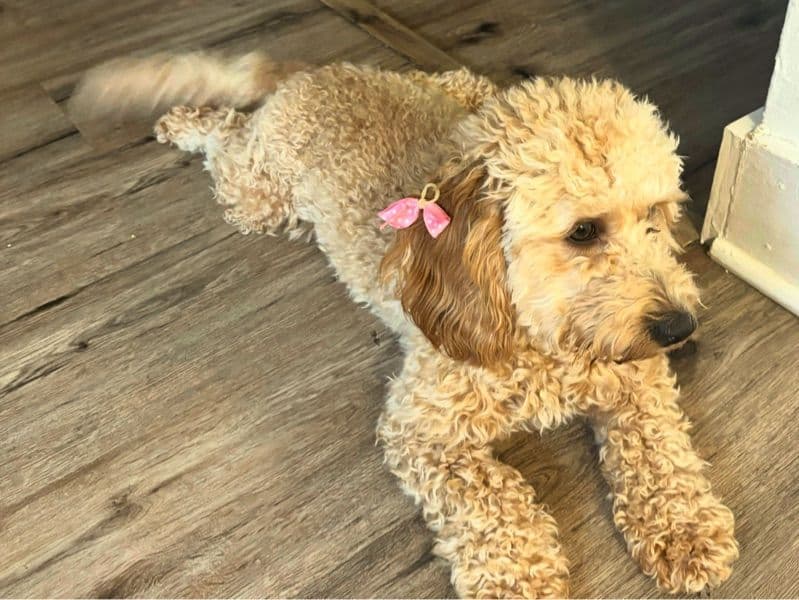 Golden Retriever 2 years old female small named Chanel for sale in Cook County, Illinois | Petmeetly