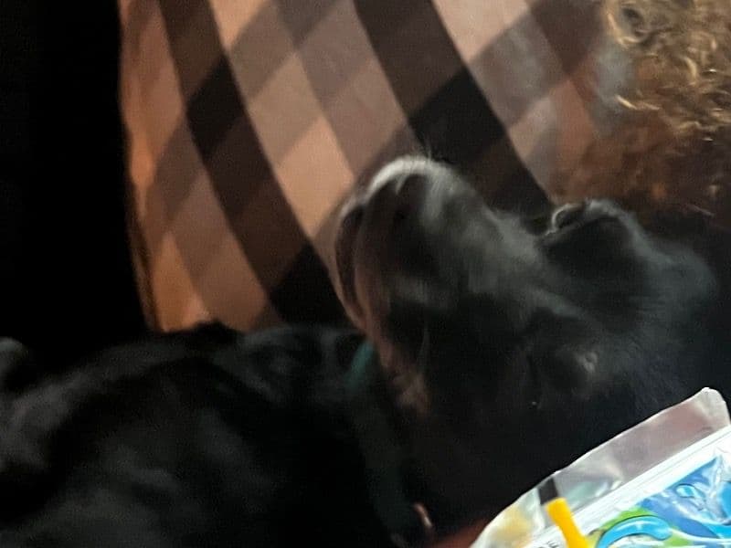 Affenhuahua 5 years 6 months old male small named Toby for breeding in Nolan County, Texas | Petmeetly