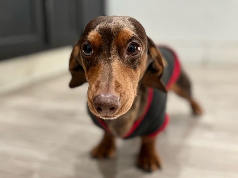 Miniature Dachshund 3 years 1 month old male small named Koba for breeding in Gray County, Texas | Petmeetly