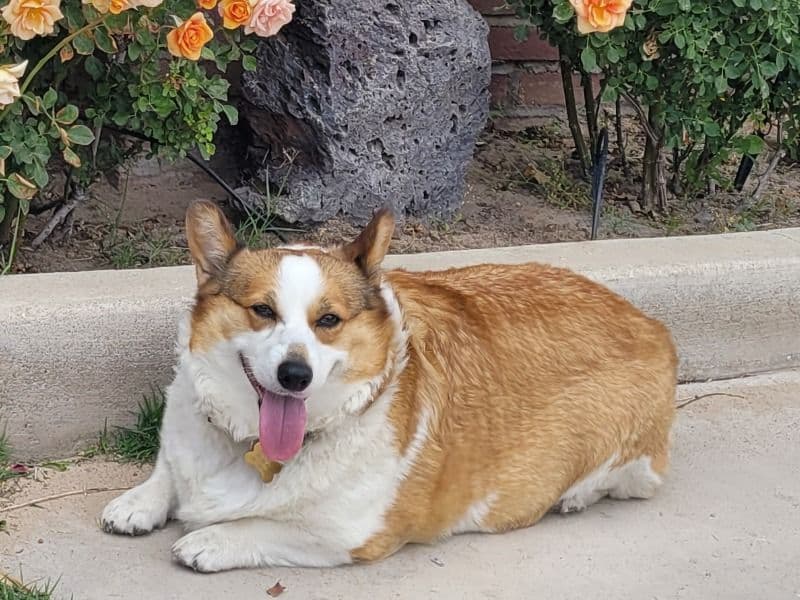 Mochi primary photo