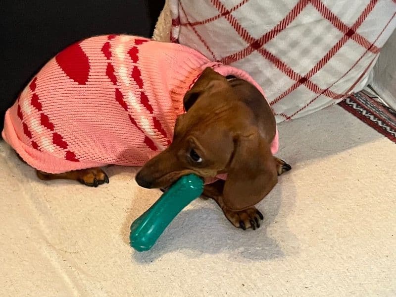 Dachshund 2 years old female small named Oakley for breeding in Riverside County, California | Petmeetly