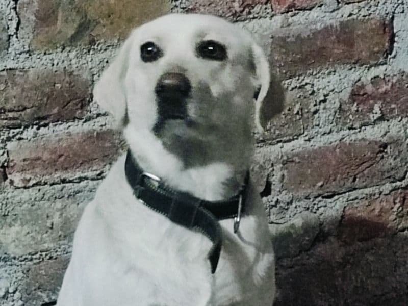 Lucy primary photo