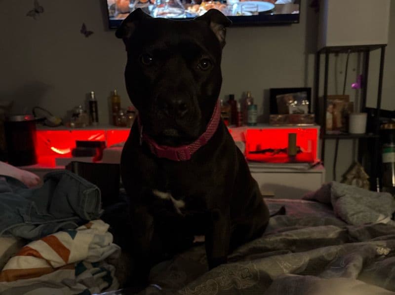 American Staffordshire Terrier 4 years 6 months old female large named Bella for breeding in Wayne County, Michigan | Petmeetly