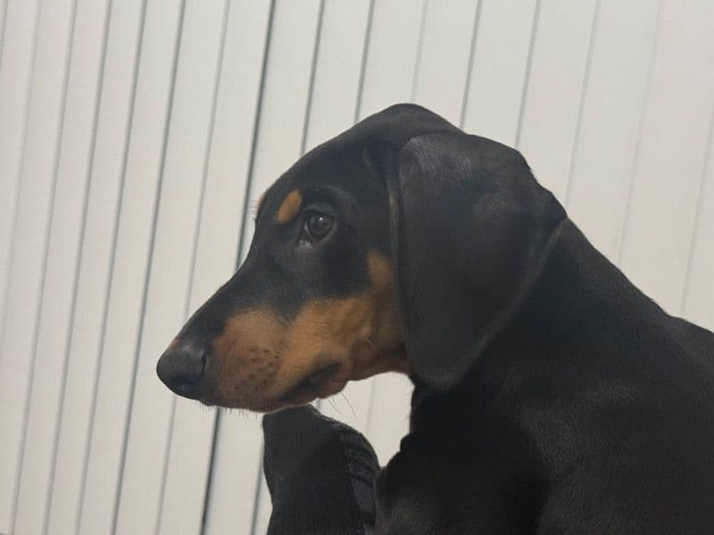 Kaido - Doberman | Petmeetly