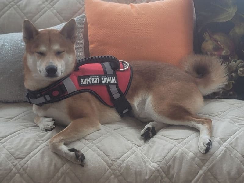 Shiba Inu 4 years 2 months old male medium named Manolo for breeding in Monroe County, Pennsylvania | Petmeetly