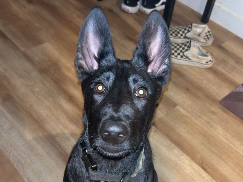 Belgian Malinois 2 months old female small named Misha for sale in Placer County, California | Petmeetly