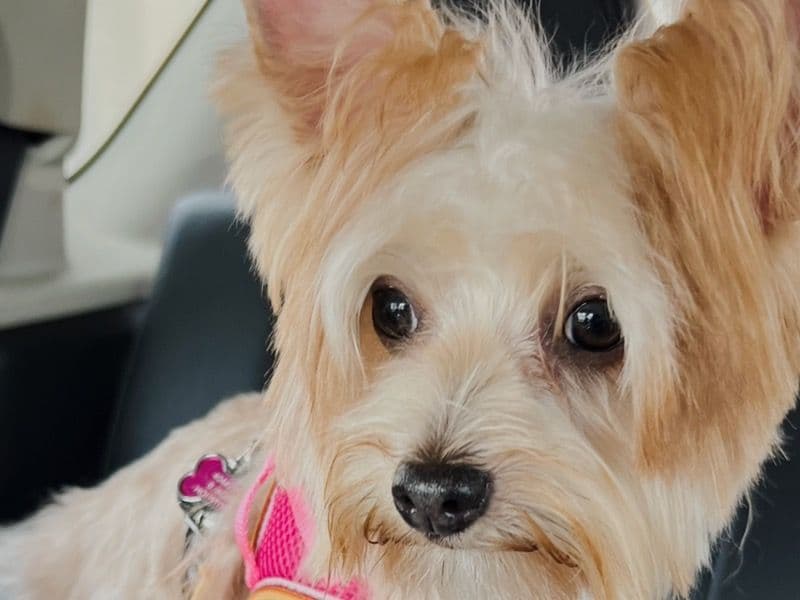 Coco primary photo
