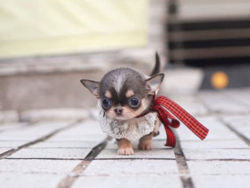 Max - Chihuahua | Petmeetly