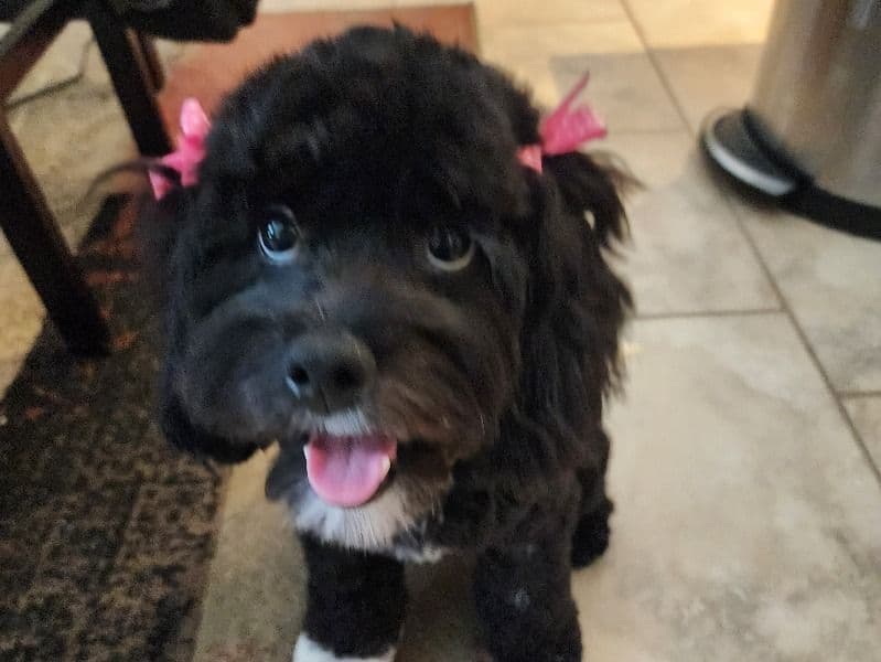 Maggie primary photo