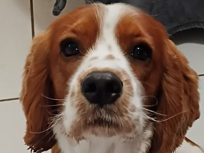 Cocker Spaniel 1 year 3 months old male small named Charlie for breeding in Toowoomba Regional, Queensland | Petmeetly