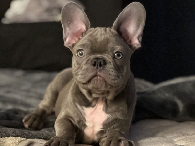Tyrus primary photo