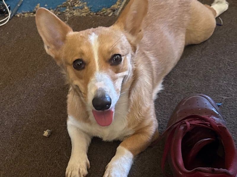 Corgi 4 years 2 months old female medium named Bella for breeding in San Bernardino County, California | Petmeetly