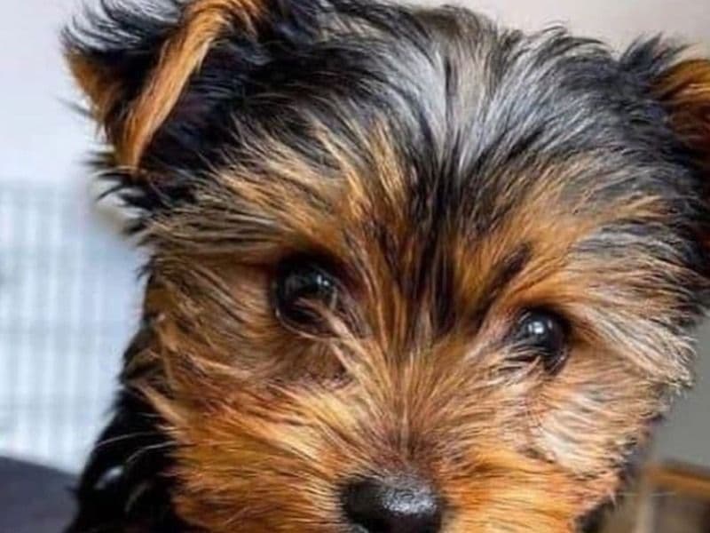 Yorkshire Terrier 1 year 3 months old male small named Taffy for sale in California | Petmeetly