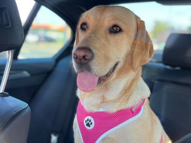 English Labrador Retriever 2 years 8 months old female medium named Malibu for breeding in Nottingham, England | Petmeetly