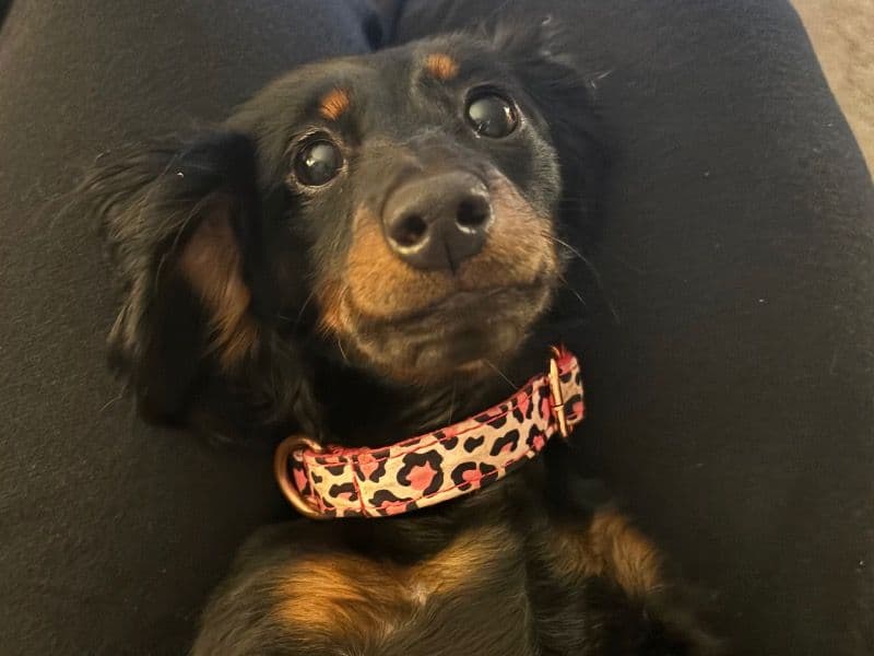 Miniature Dachshund 1 year 4 months old female small named Gianelli for breeding in Onondaga County, New York | Petmeetly