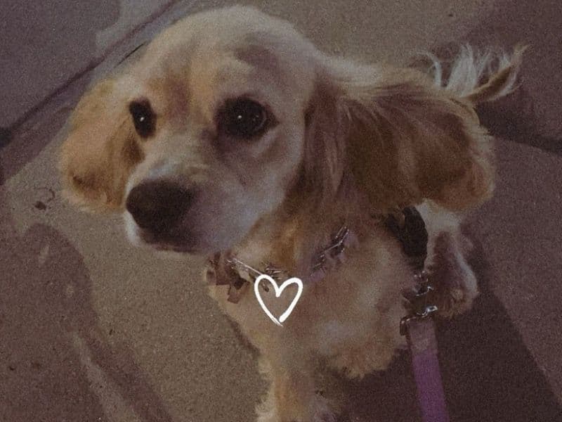 Honey primary photo