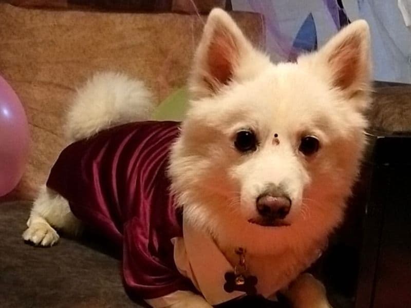 Pomeranian 5 years old male medium named Bunny for breeding in Guntur, Andhra Pradesh | Petmeetly