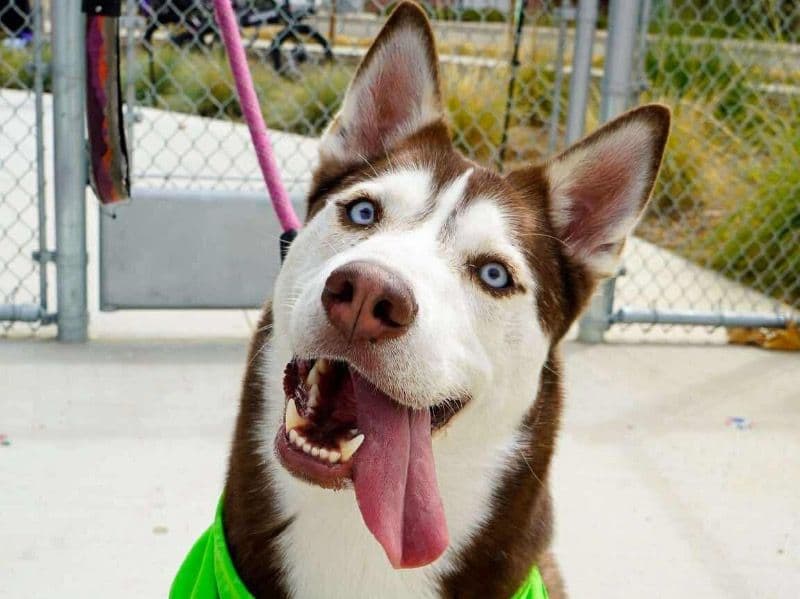 Husky 4 years 2 months old female large named Yuki for breeding in Alameda County, California | Petmeetly