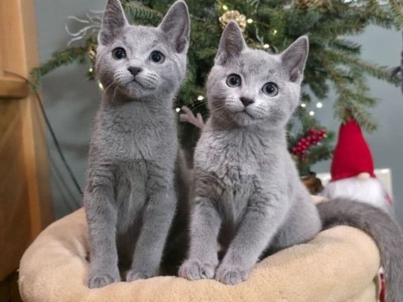British Longhair 2 months old male named Health Russian Blue Kitten for sale in Los Angeles County, California | Petmeetly