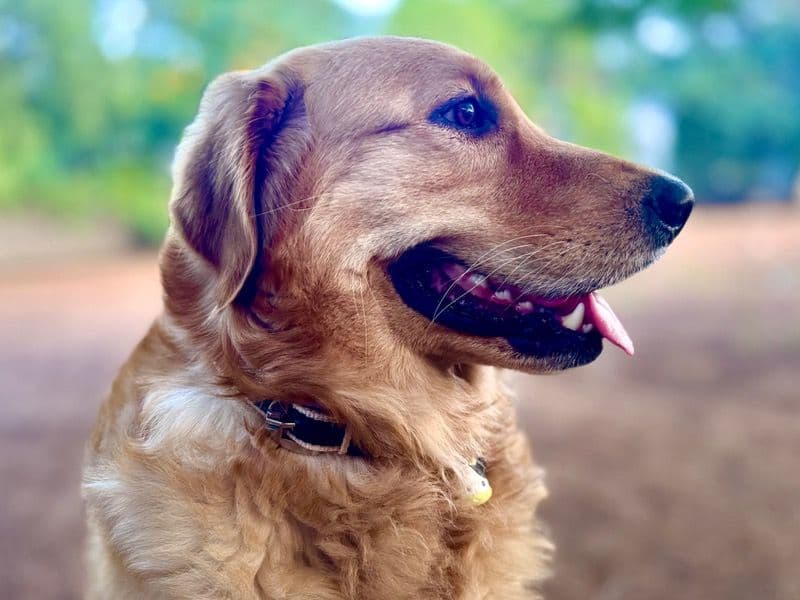 English Golden Retriever 3 years 10 months old male large named Steve for breeding in Tadipatri, Andhra Pradesh | Petmeetly
