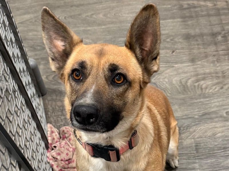 Belgian Malinois 2 years 6 months old female medium named Lily for adoption in Los Angeles County, California | Petmeetly