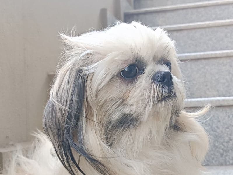 Shih Tzu 2 years old female small named Dora for breeding in Hyderabad, Telangana | Petmeetly