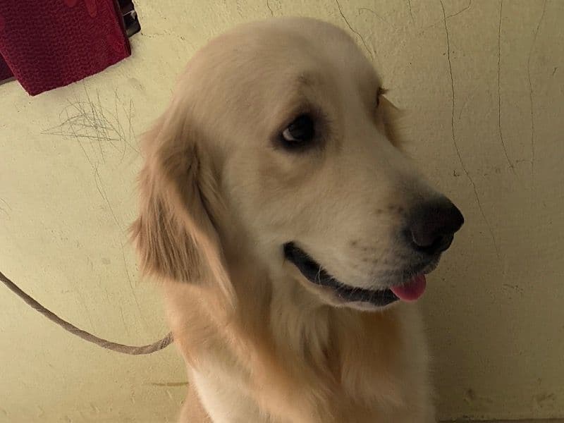 Golden Retriever 1 year 9 months old male large named Leo for breeding in Hyderabad, Telangana | Petmeetly