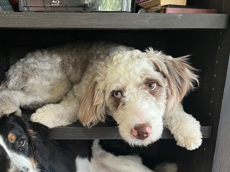 Aussiedoodle 2 years 2 months old female medium named Skye for breeding in Baxter County, Arkansas | Petmeetly