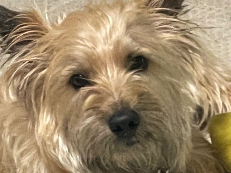 Cairn Terrier 1 year 11 months old male small named Frodo for breeding in Beaver County, Pennsylvania | Petmeetly