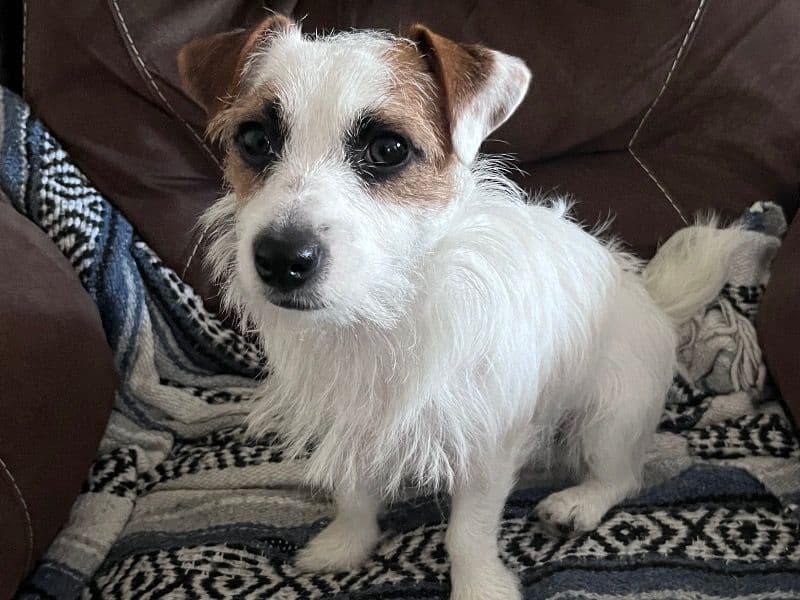 Jack Russell Terrier 2 years 1 month old female small named Lucy for breeding in Sampson County, North Carolina | Petmeetly