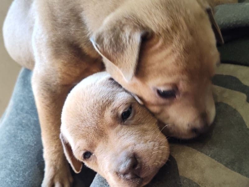 American PitBull Terrier 2 months old male small named Rubble&nana for sale in Licking County, Ohio | Petmeetly